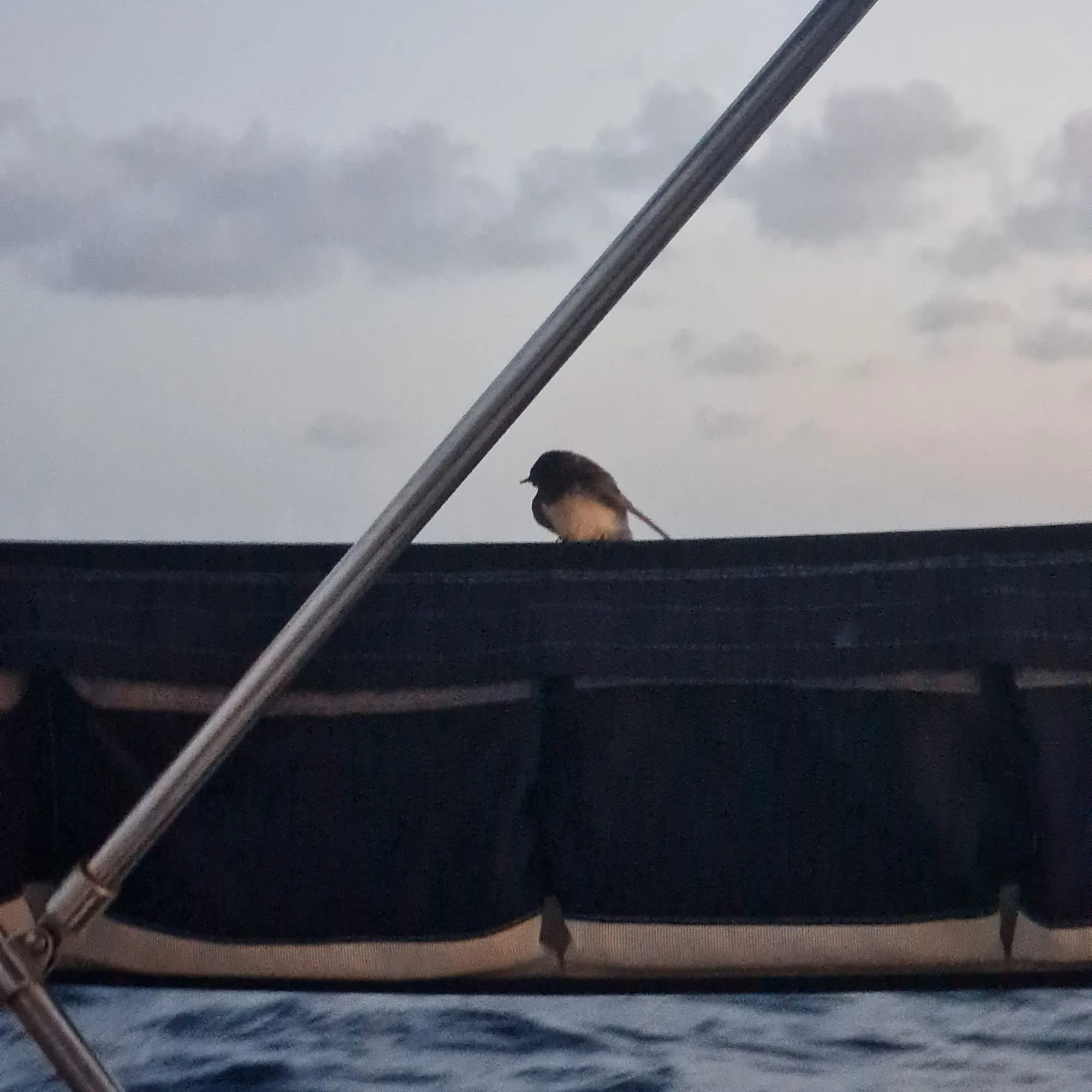 A visitor on deck